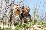 YORKSHIRE TERRIER 164